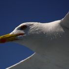 Fliegende Möwe im Profil