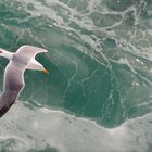 Fliegende Möwe in Gischtspur