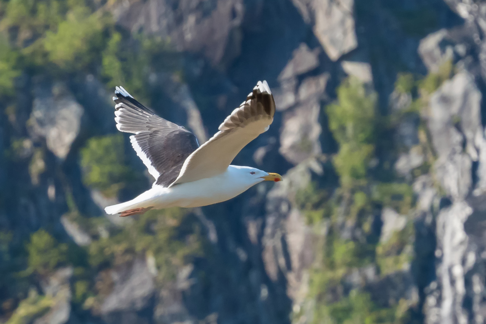 Fliegende Möwe vor den Bergen der Lofoten