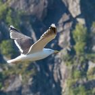 Fliegende Möwe vor den Bergen der Lofoten