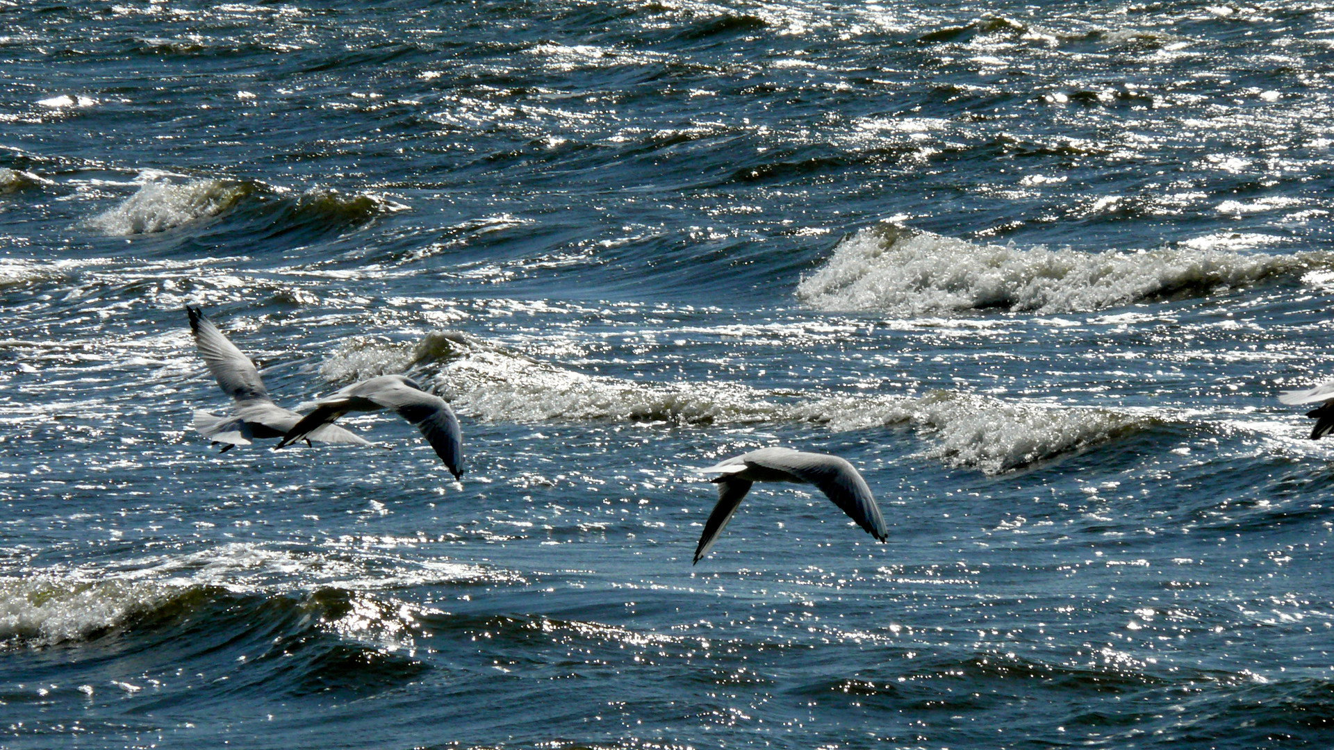 Fliegende Möwen auf über der Gischt