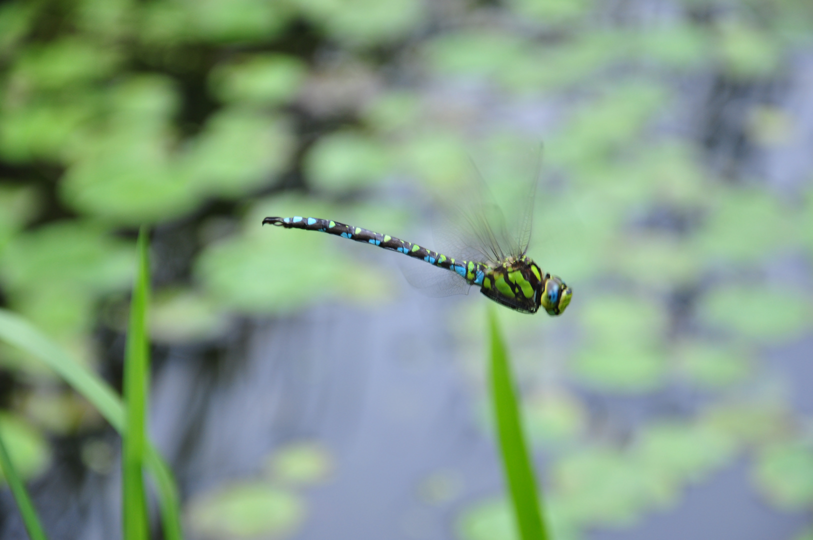 Fliegende Mosaikjungfer