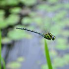 Fliegende Mosaikjungfer