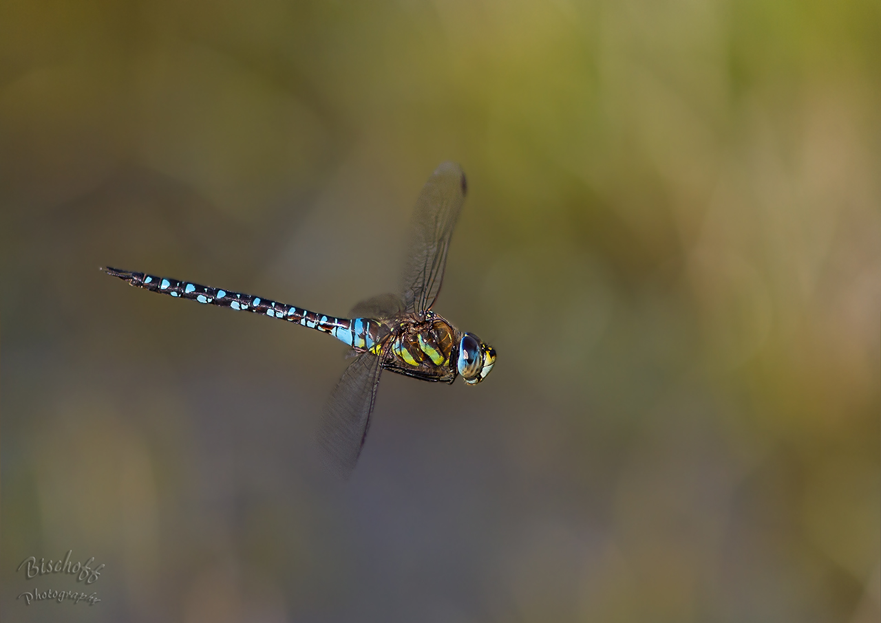 Fliegende Mosaikjungfer