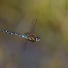 Fliegende Mosaikjungfer