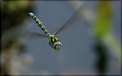 fliegende Mosaikjungfer