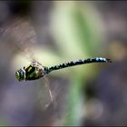 Fliegende Mosaikjungfer