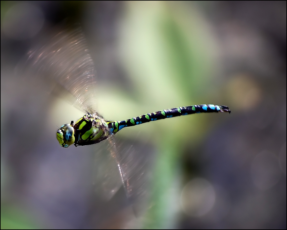 Fliegende Mosaikjungfer