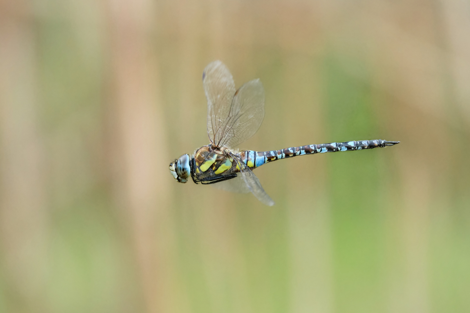 Fliegende Mosaikjungfer