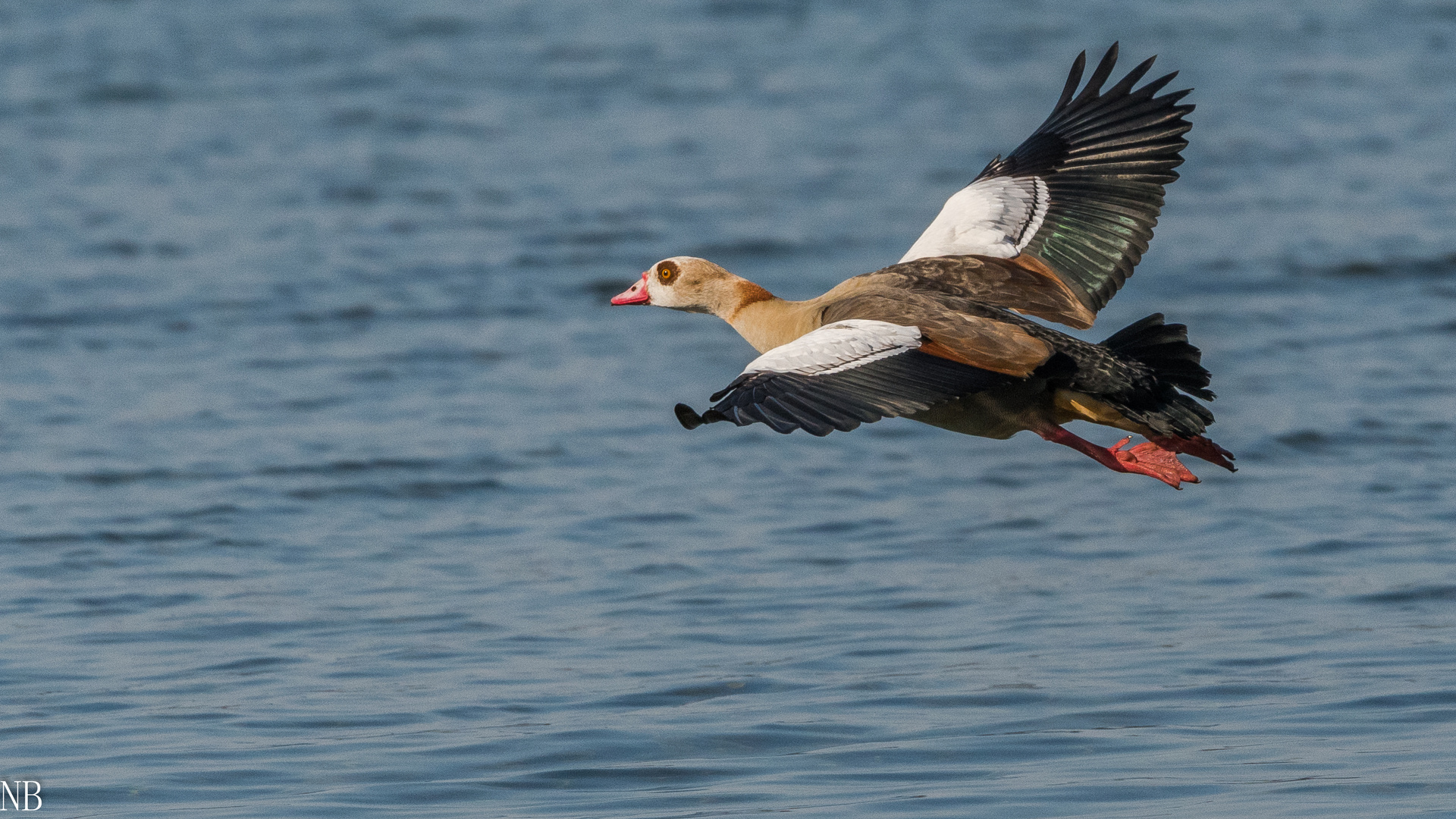 "Fliegende Nilgans 2023"