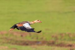 fliegende Nilgans