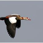 fliegende Nilgans in der Leinemasch bei Hannover