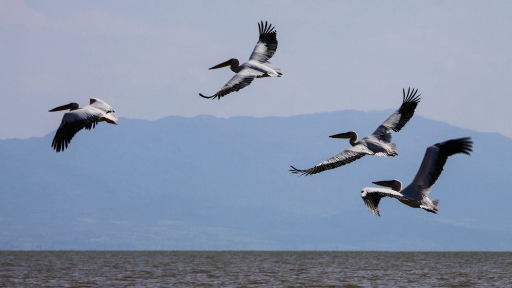 Fliegende Pelikane...