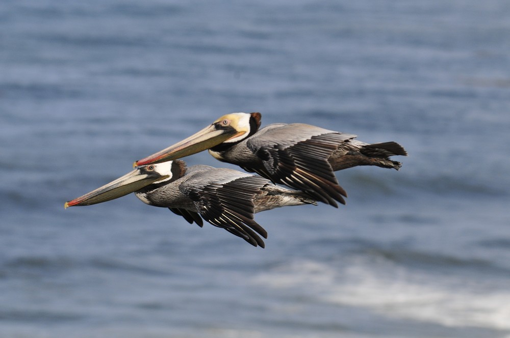 Fliegende Pelikane