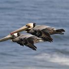 Fliegende Pelikane
