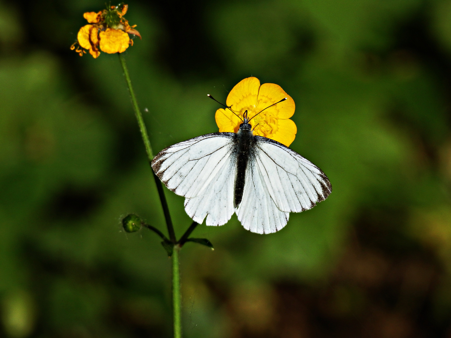 fliegende Perle der Natur