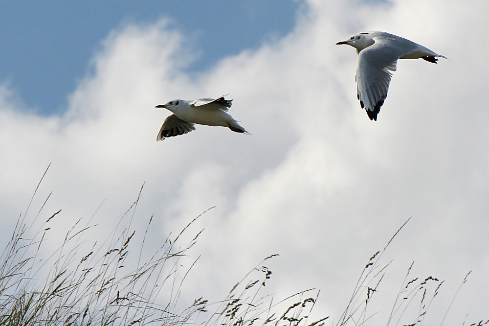 Fliegende Pinguine