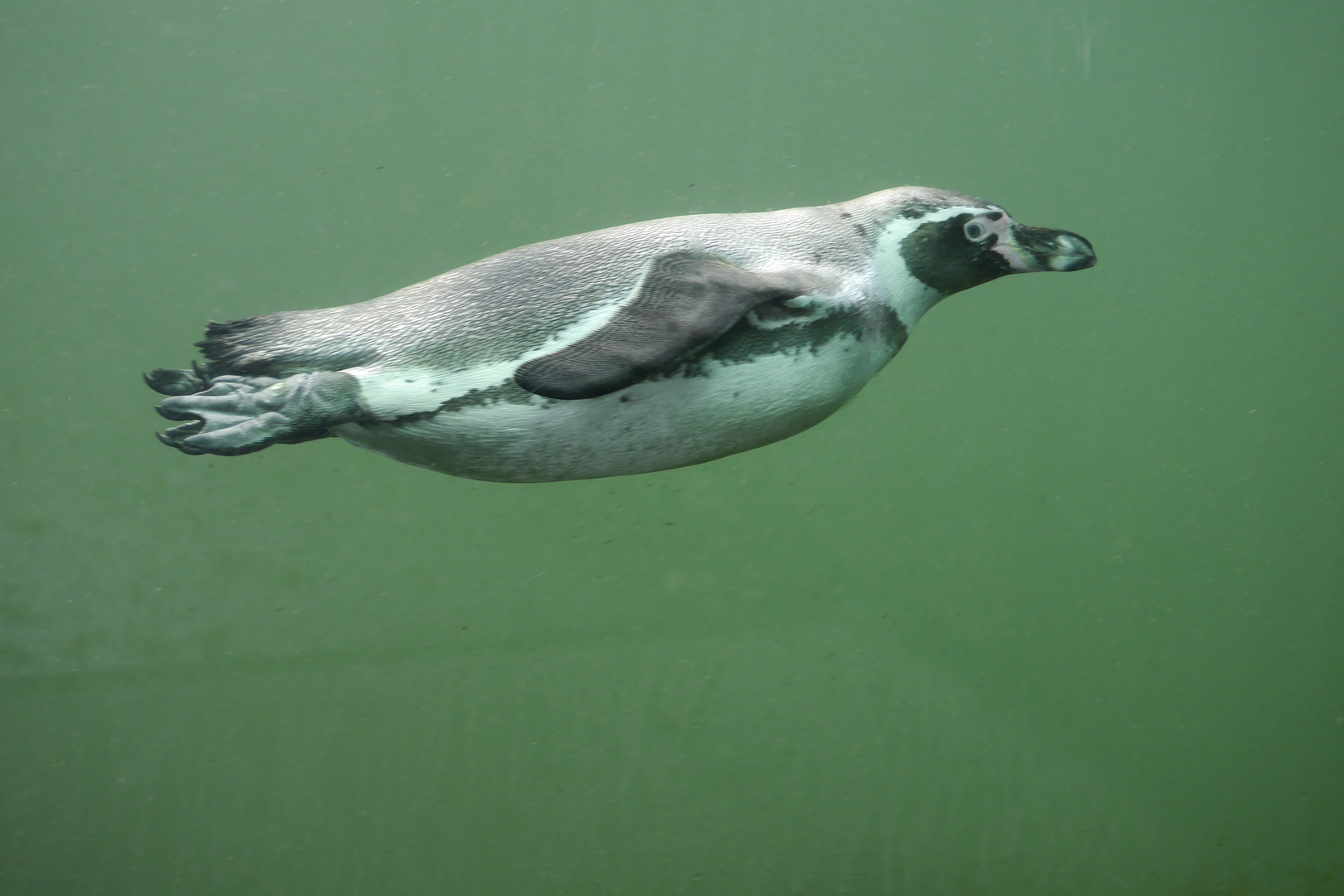 "Fliegende Pinguine, ... es gibt sie...!"