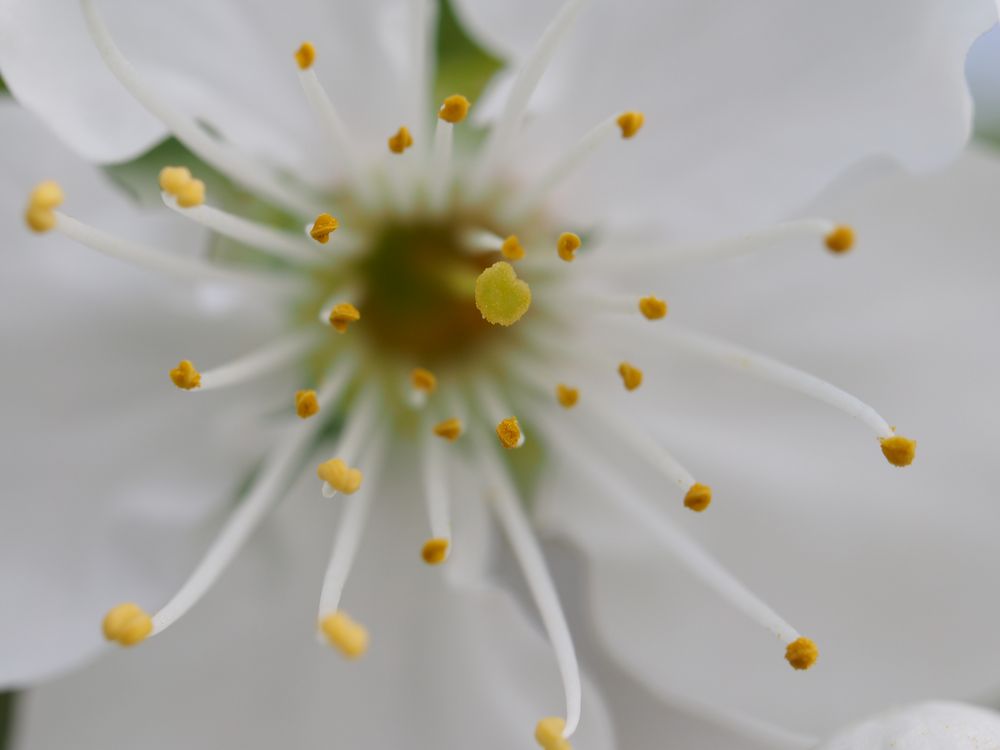 Fliegende Pollen