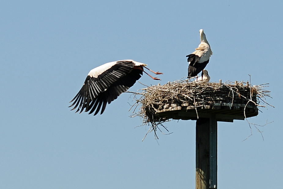 Fliegende Qualle