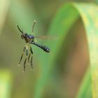 Fliegende Raubfliege mit erhobenen Vorderbeinen