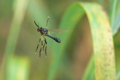 Fliegende Raubfliege mit erhobenen Vorderbeinen