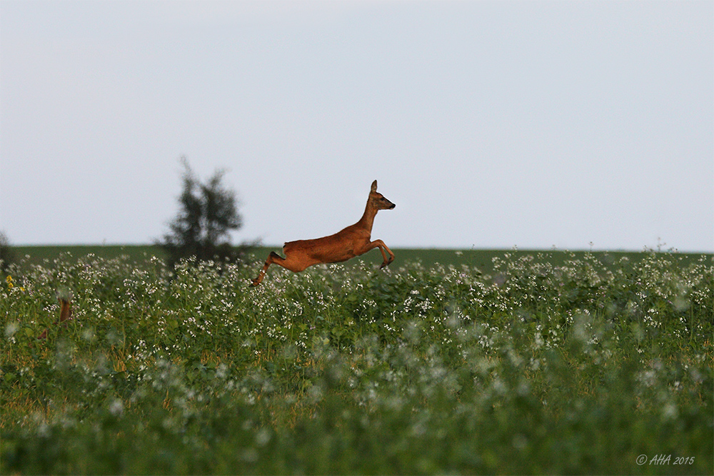 Fliegende Rehe - 2