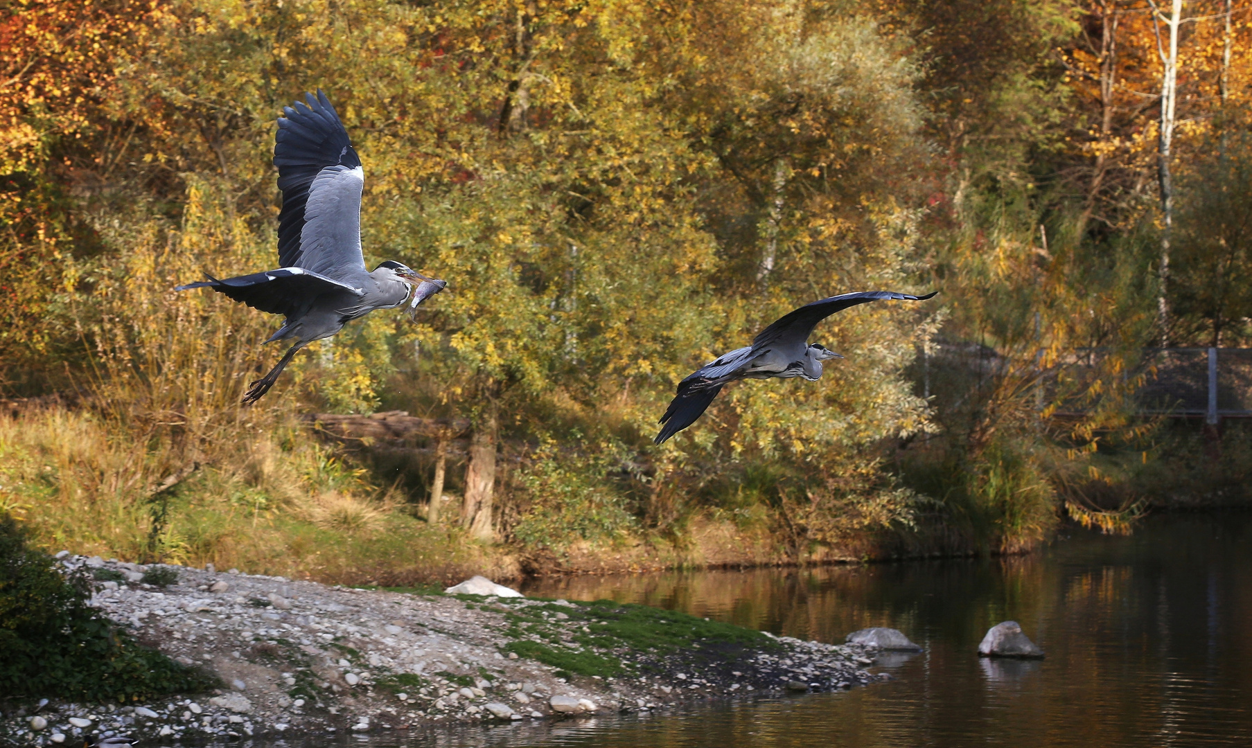 Fliegende Reiher mit Beute