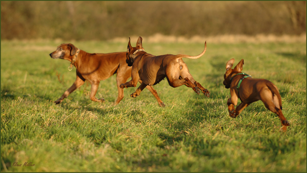 Fliegende Ridgeback's