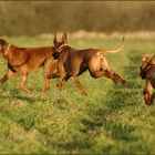 Fliegende Ridgeback's