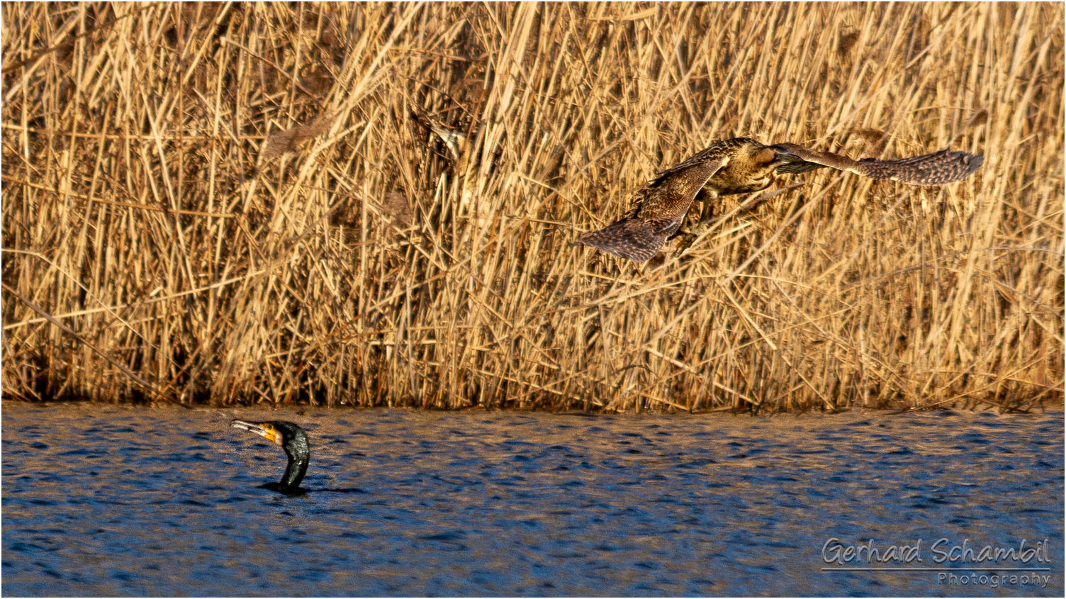 Fliegende Rohrdommel