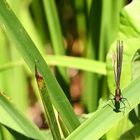 Fliegende Schatten