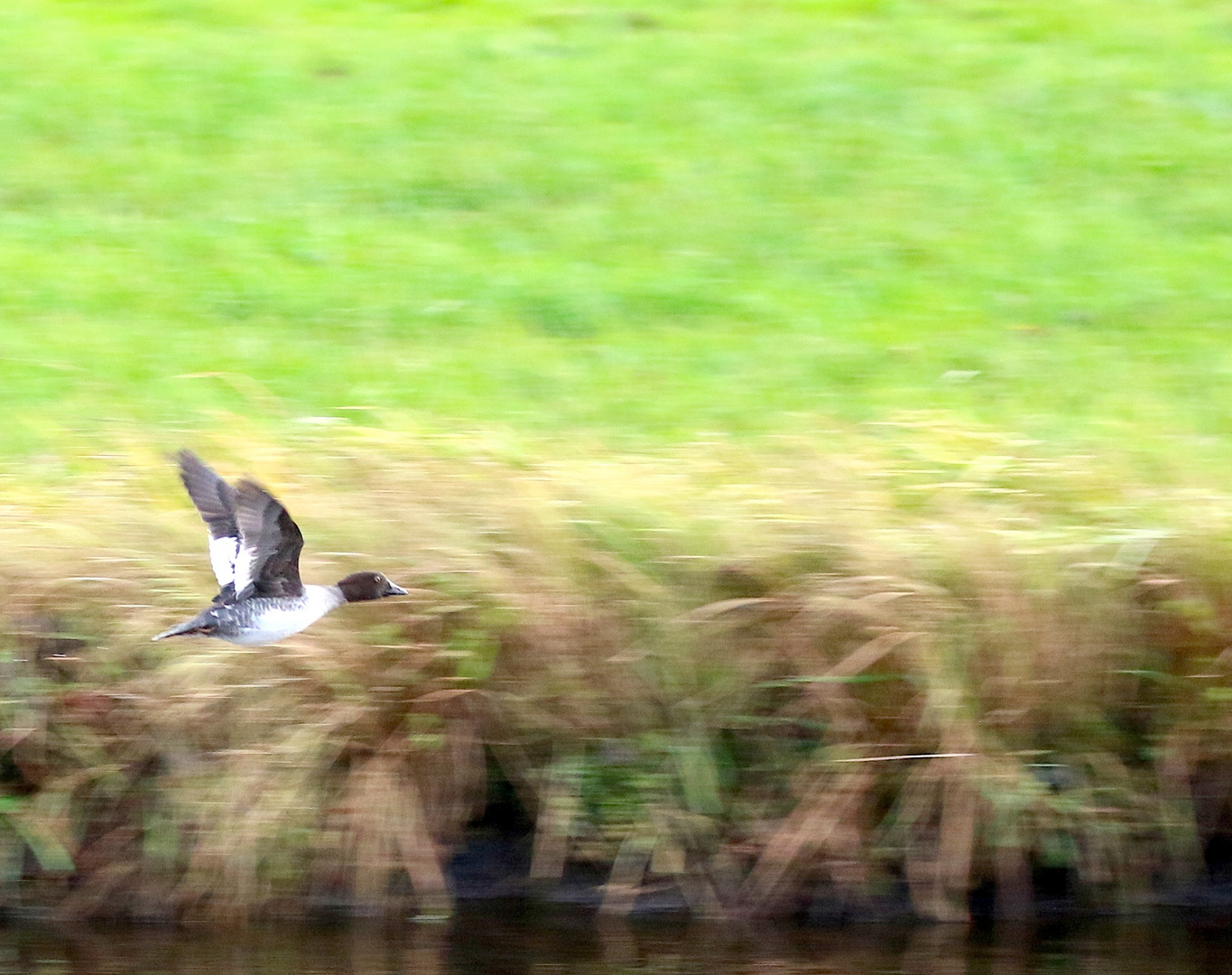 fliegende Schellende