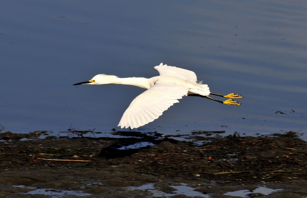 Fliegende Schmuckreiher