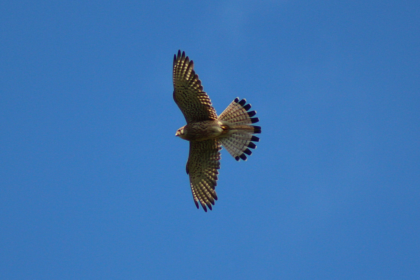 Fliegende Schönheit