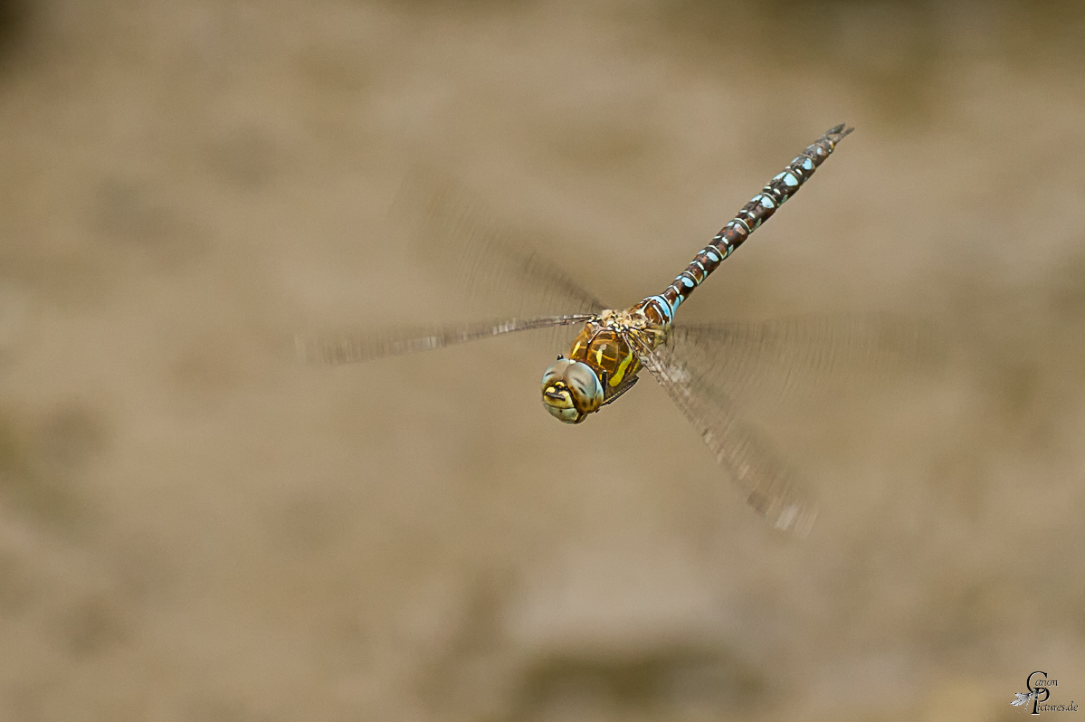 fliegende Schönheit