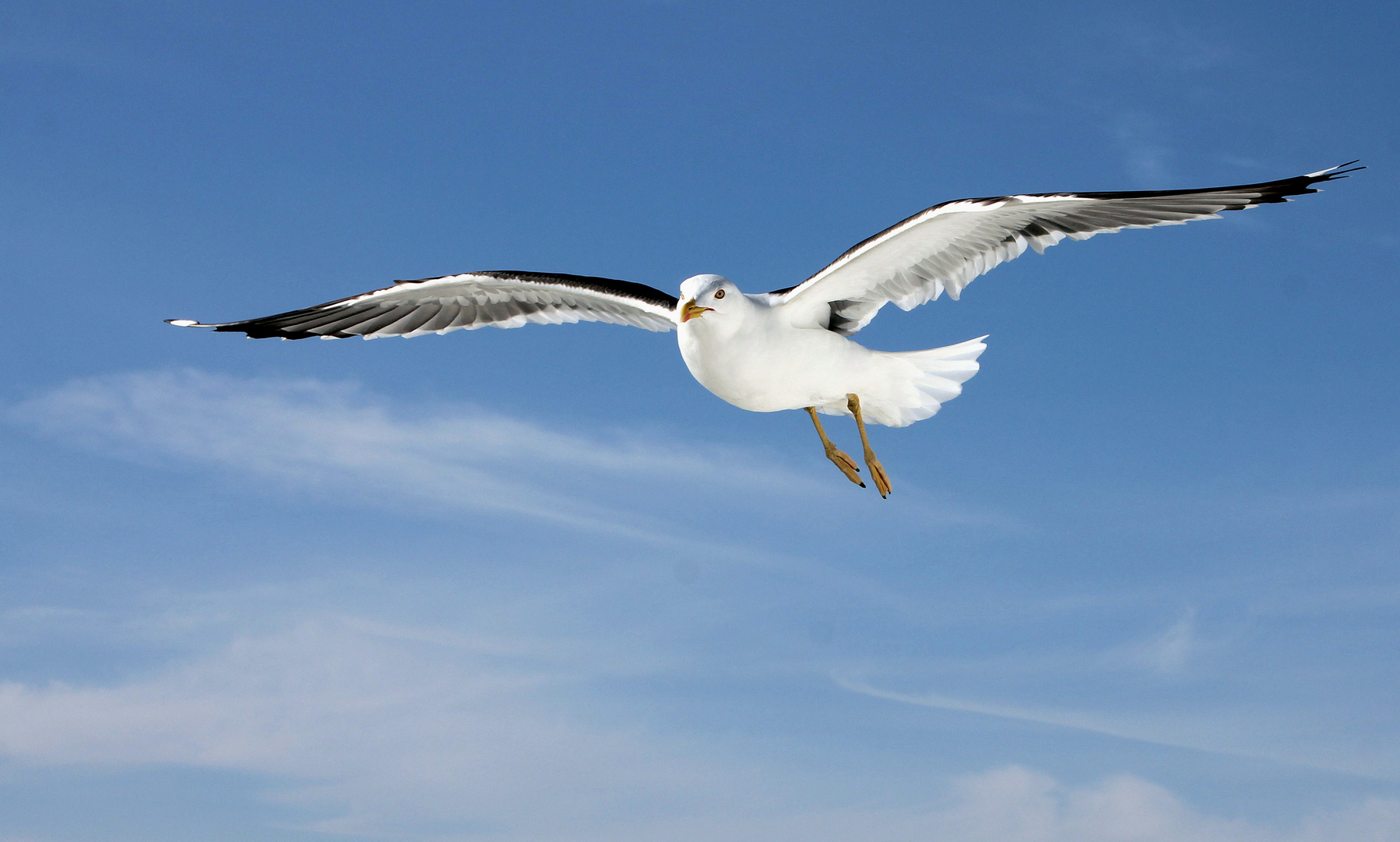 Fliegende Schönheit