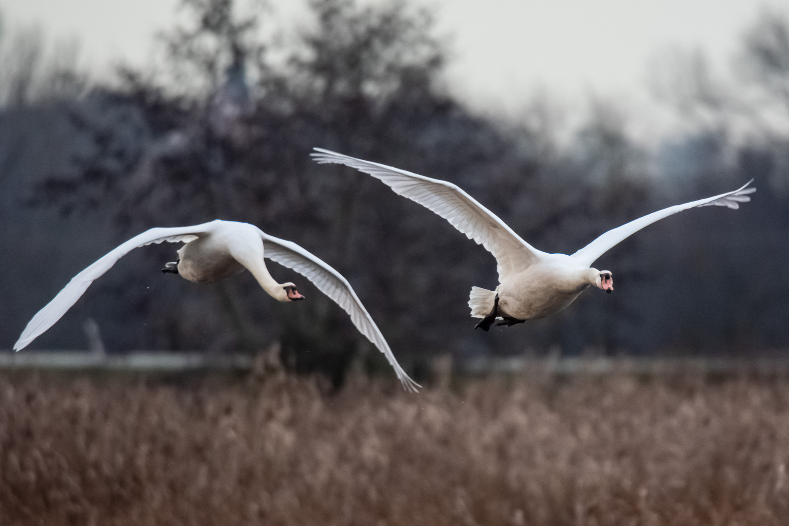 Fliegende Schwäne