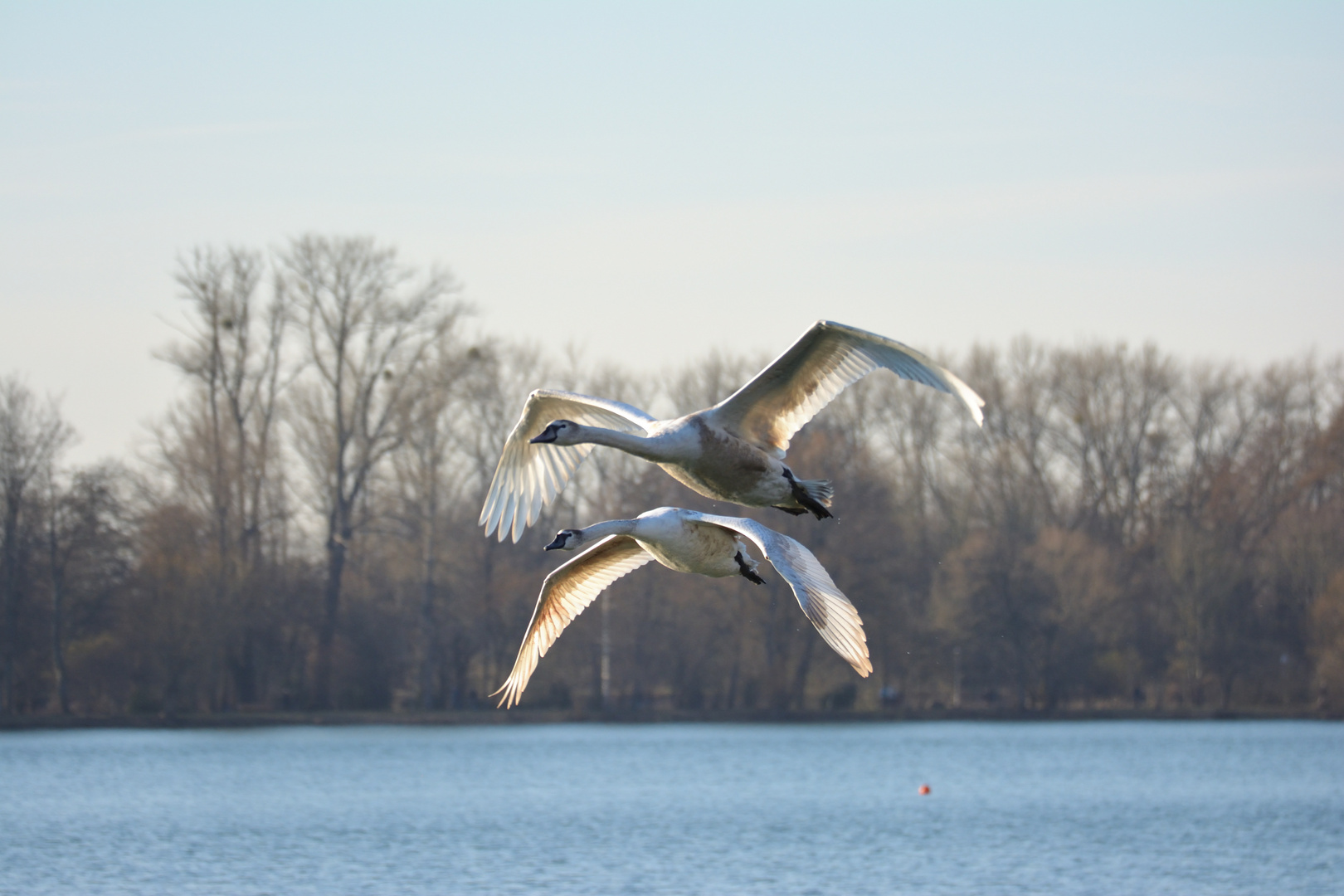 Fliegende Schwäne