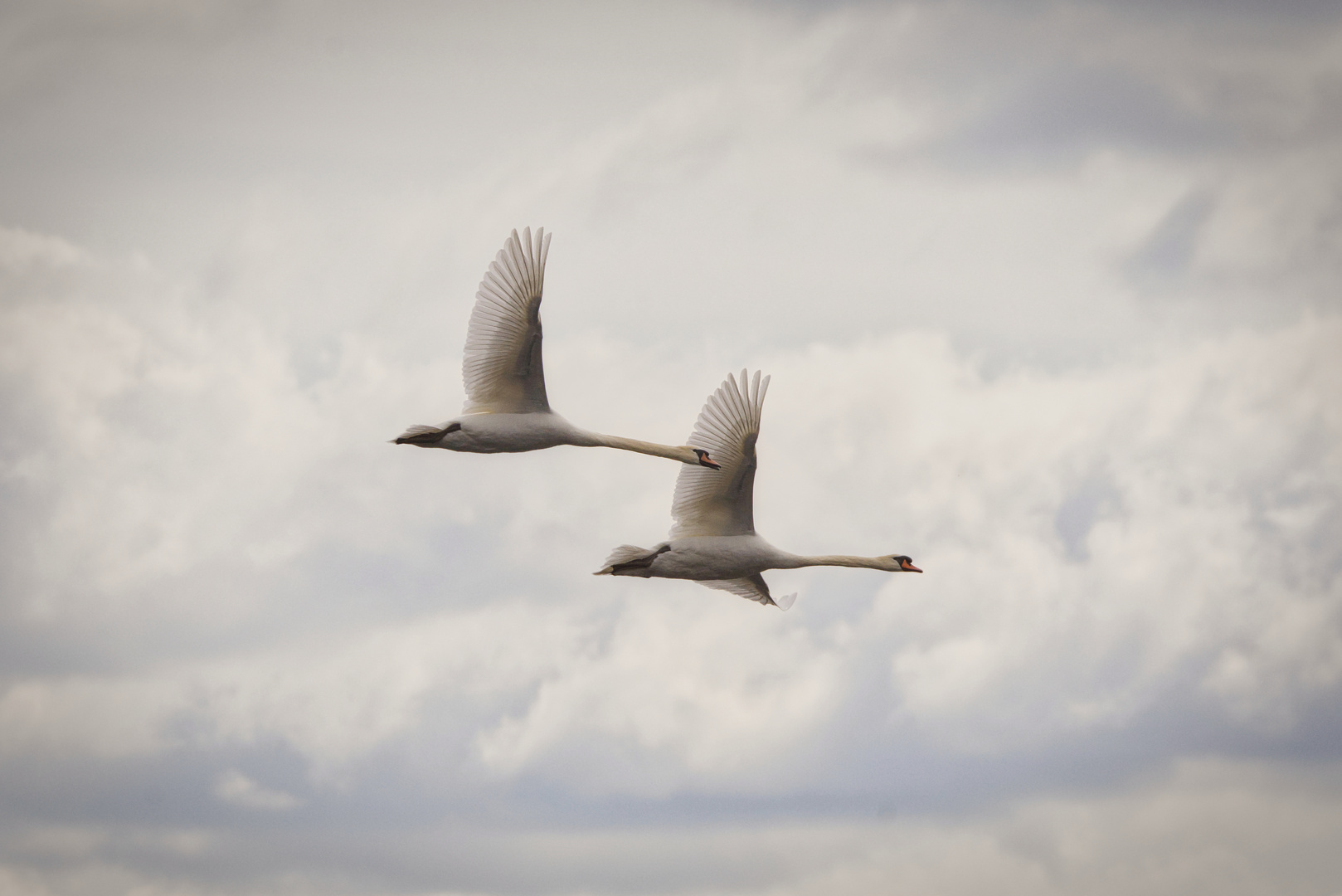 Fliegende Schwäne