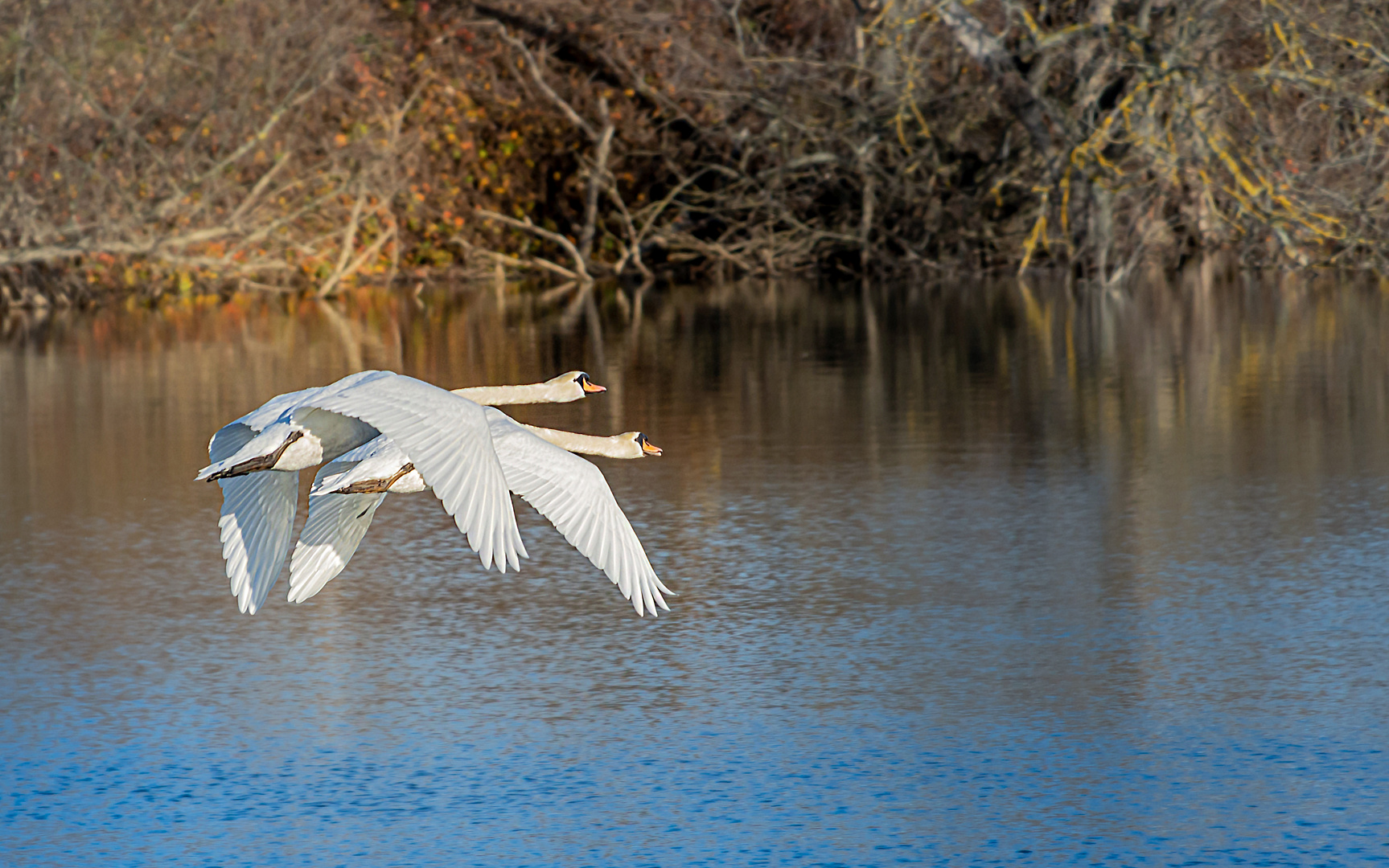 Fliegende Schwäne