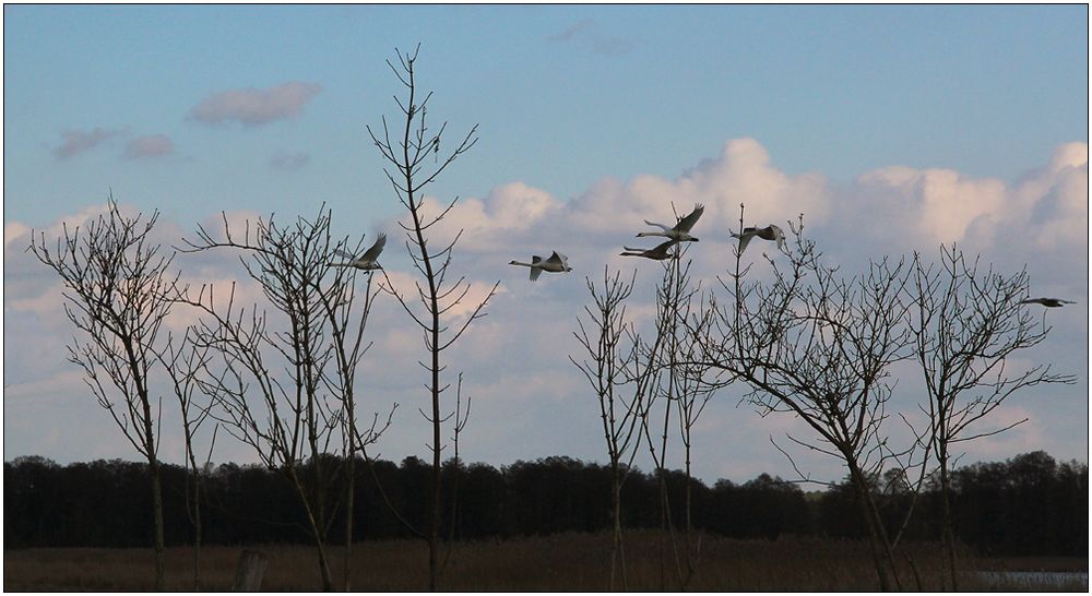 Fliegende Schwäne