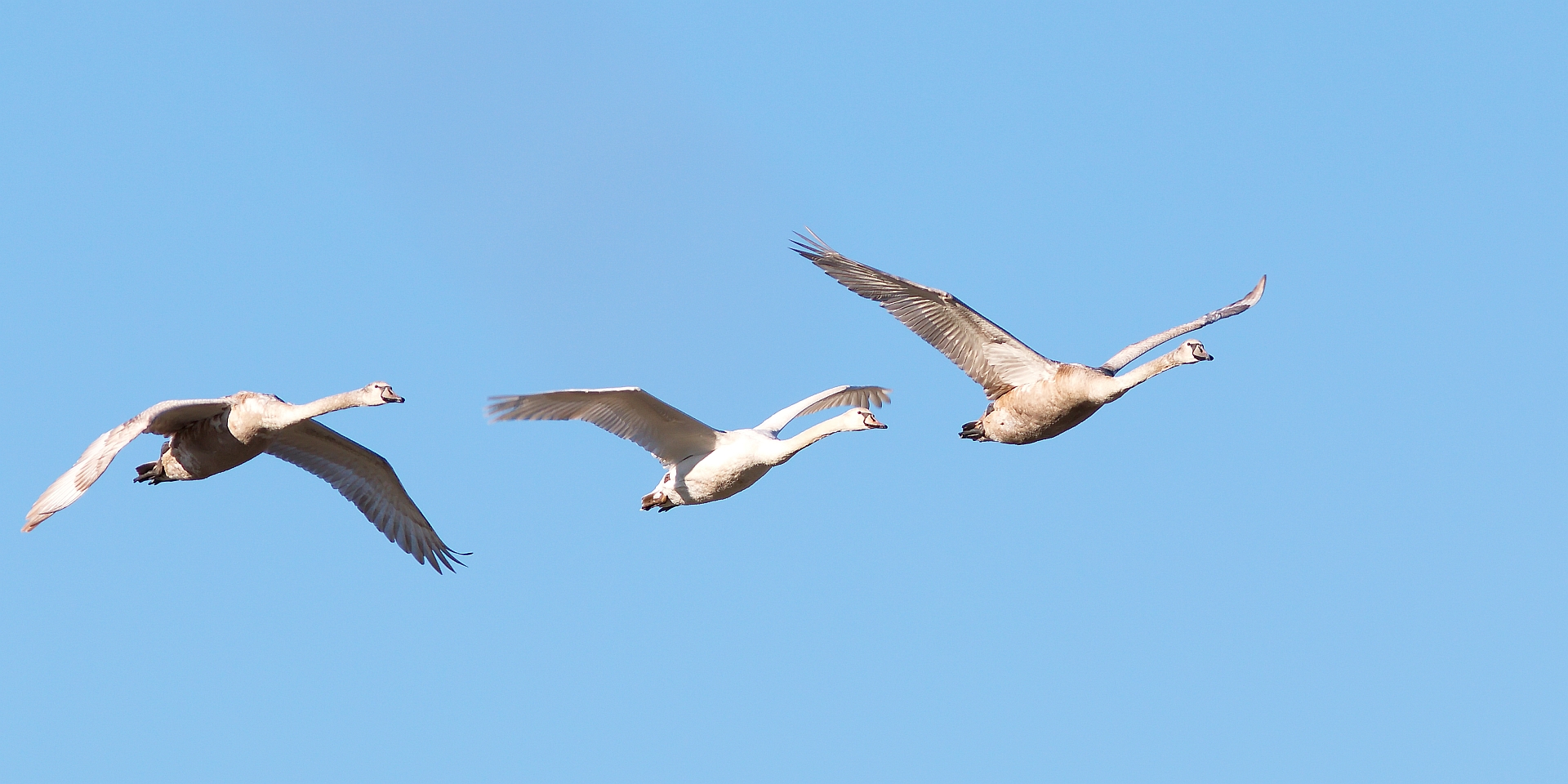 Fliegende Schwäne