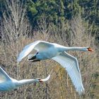 fliegende Schwaene bei Iningen Stausee.