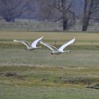 fliegende Schwäne in den Ahsewiesen bei Lippborg