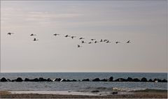 Fliegende Schwäne über der Ostsee ...