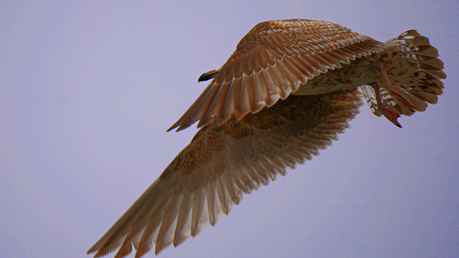 fliegende Seemöwe auf Rügen