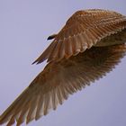 fliegende Seemöwe auf Rügen