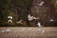 Fliegende Silberreiher