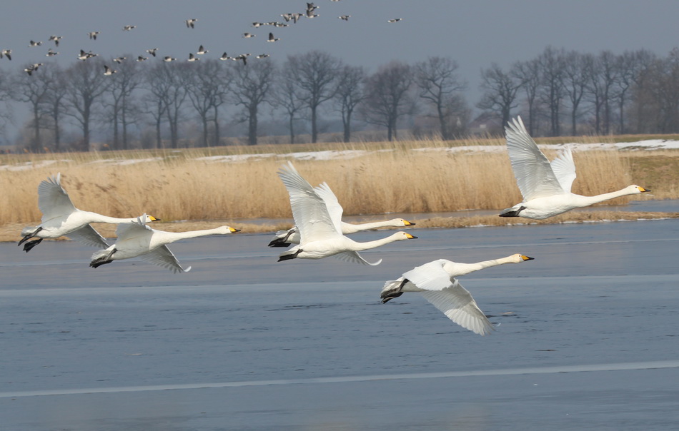 Fliegende Singschwäne